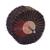 CK-20HR  Spindle Mounted Interleaved Flapbrush